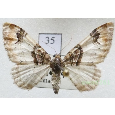 Catarhoe cuculata (Hufnagel, 1767) Czech35